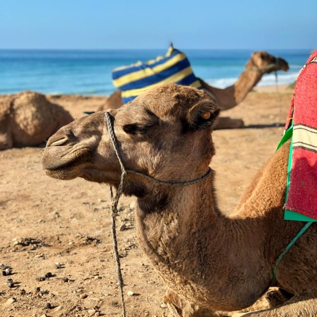 9 Days Tour from Tangier to Marrakech